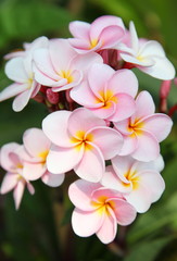 Fototapeta na wymiar Branch of tropical flowers frangipani (plumeria) 