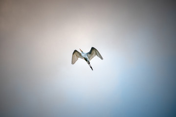 Heron flying in the cloudy sky of brazil