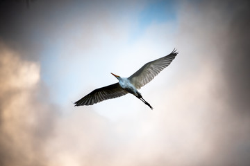 Heron flying in the cloudy sky of brazil