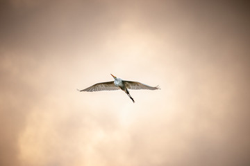 Heron flying in the cloudy sky of brazil