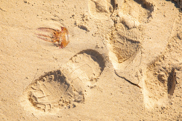 Jellyfish lying on the beach next to footprints - dangerous poison animal next to footsteps - summer summertime sunbath swim swimming - golden yellow sand background
