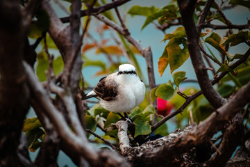 Swallow perched on branch of flower in rio do Brasil