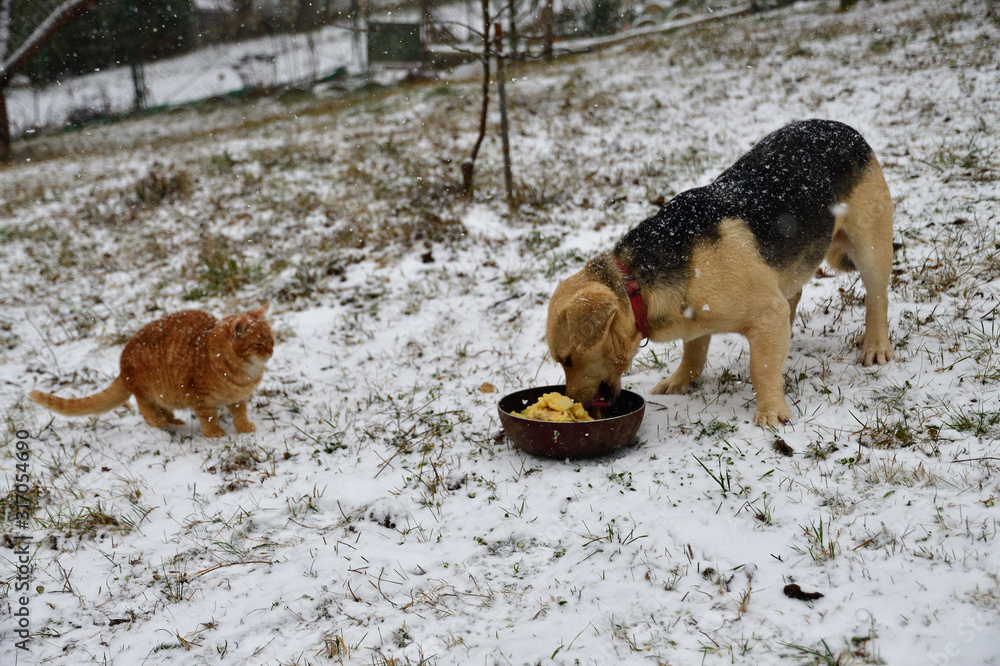 Wall mural Domestic dog eating on snow and cats walking around him 