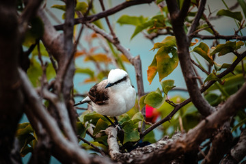 Swallow perched on branch of flower in rio do Brasil