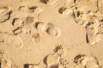 Jellyfish lying on the beach next to footprints - dangerous poison animal next to footsteps - summer summertime sunbath swim swimming - golden yellow sand background