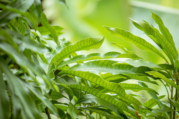 Mango tree leaf nature textures 