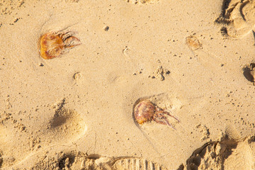 Jellyfish lying on the beach next to footprints - dangerous poison animal next to footsteps - summer summertime sunbath swim swimming - golden yellow sand background