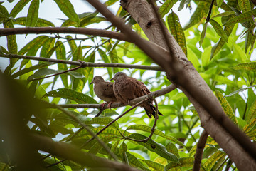 Couple of doves dating on the tree