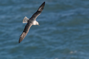 fulmar over the sea