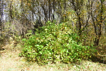 tree in spring