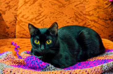 A black cat with yellow eyes is lying in a red chair on a multicolored mat.
