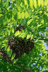 Formation of a new colony (family) bees on a branch of a Black locust tree. Swarm of honey bees.