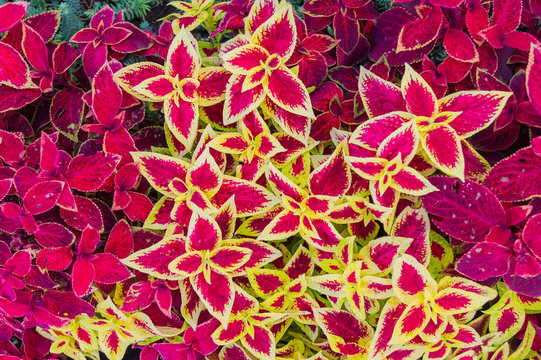 Top view of beautiful leaves of begonia flower. Red leaves natural background