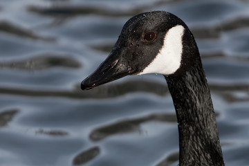 portrait of a canada goose