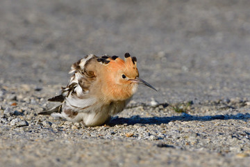 Wiedehopf in urbaner Umgebung