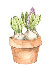 Watercolor illustration. Spring botanical hyacinth in clay pot with green leaves. Floral Design element. Perfect for wedding invitations, greeting cards, posters, prints