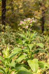 Tobacco flower cultivated in the garden