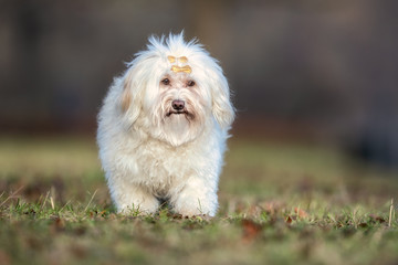 portrait of a beautiful dog