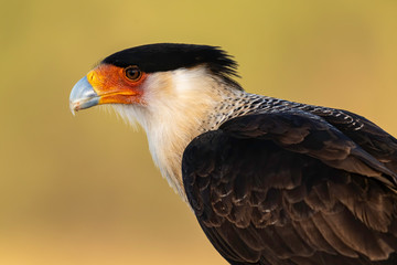 Crested Caracara Portrait, Rio Grande Valley, Texas