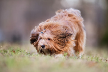 portrait of a beautiful dog