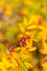 Berries of the Virginiana rose in autumn