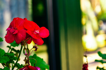 Hermosa flor de geranio floreciendo en primavera bañada en rayos de sol