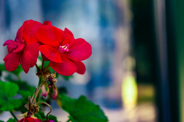 Hermosa flor de geranio floreciendo en primavera bañada en rayos de sol