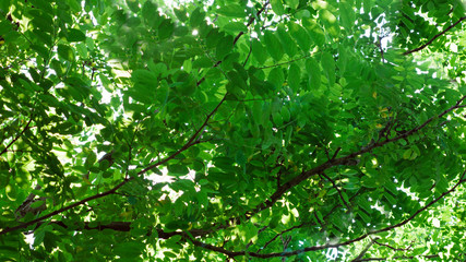Fototapeta na wymiar Green branch of acacia tree in a early spring.