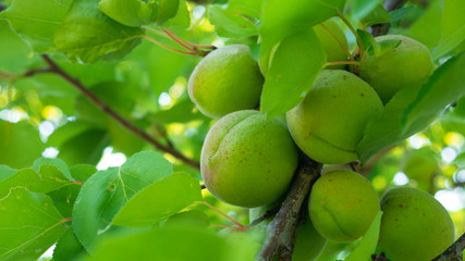 Green unripe apricots on a tree branch.