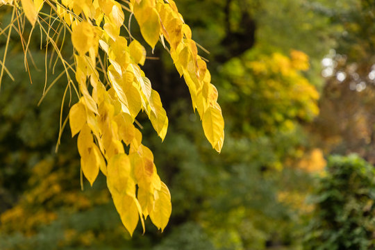 leaves with autumn colors of the Gymnocladus Dioicus tree