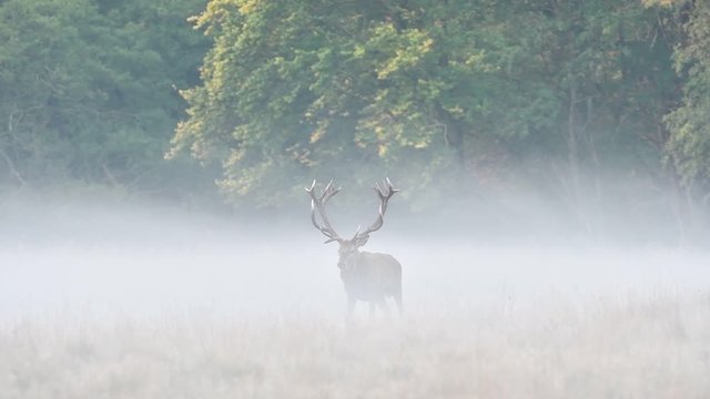 Panning shot of solitary red deer (Cervus elaphus) stag walking in the mist and calling during the rut in autumn