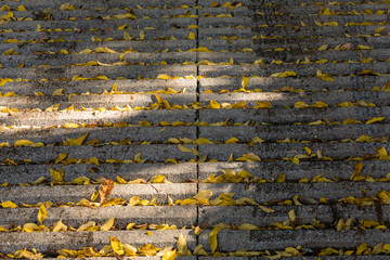 Obraz premium Cement stairs in a park covered with scattered yellow fall leaves
