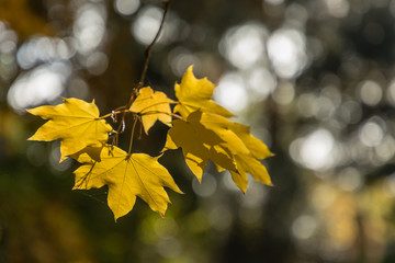 Acer Mono tree leaves in autumn