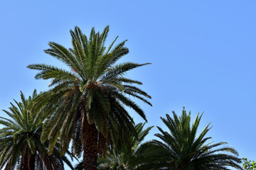 Background and texture of tropical palm trees in clear blue sky. Space to write.