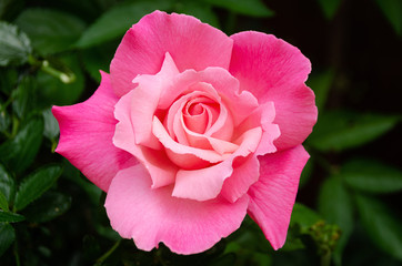 Sugar Pink Rose
