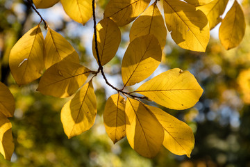 Magnolia x loebneri in autumn