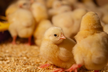 Indoor chicken farm, chicken feeding, broiler chicken feeding.