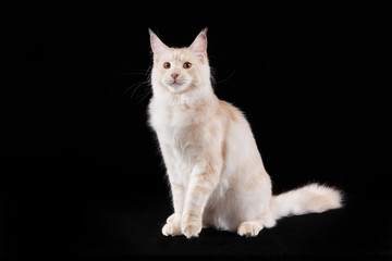 portrait of a beautiful cat