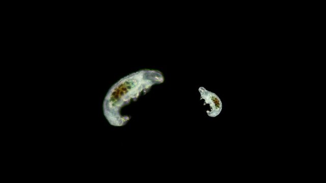 bear Tardigrada under a microscope, inhabits the entire globe, is a plankton organism, survives in almost any conditions and even in space