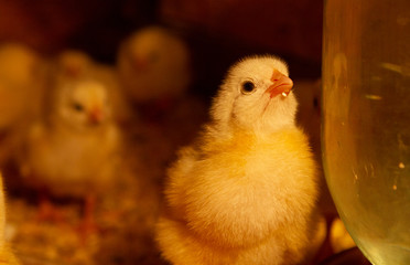 Indoor chicken farm, chicken feeding, broiler chicken feeding.