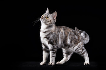 Fototapeta na wymiar portrait of a beautiful cat
