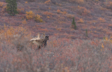Alaska Yukon Bull Moose in Fall in Denali National Park