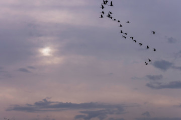 Sandhill cranes flying in the air
