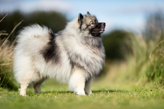 portrait of a beautiful dog