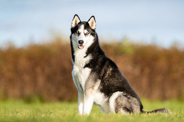  portrait of a beautiful dog