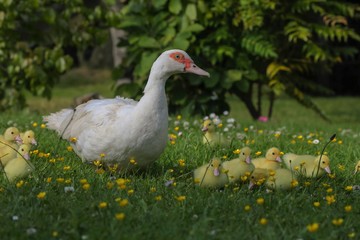Ente mit Küken 