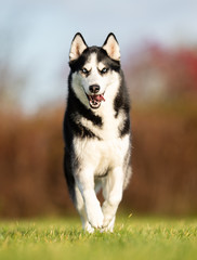 Obraz premium portrait of a beautiful dog