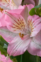Pink flower blooming with water drops-close-up Photo details spring time. Valentine's day