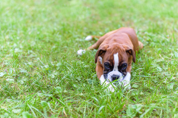 Dog breed boxer puppy laying in the grass on a sunny summer day and nibbles a stick