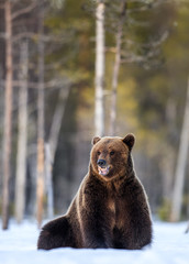 Bear sits in the snow, opening its mouth. Front view. Brown bear in winter forest. Scientific name:...